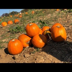 Meet your Posher, Janelin